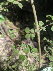 Coprosma areolata