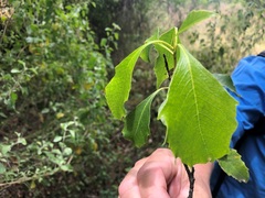 Auranticarpa rhombifolia