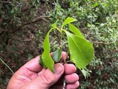 Auranticarpa rhombifolia