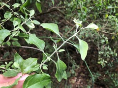 Atriplex muelleri
