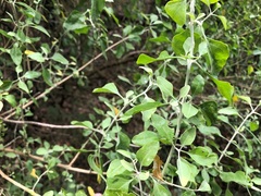 Atriplex muelleri