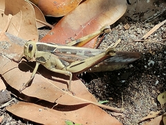 Acanthacris ruficornis