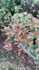 Sedum palmeri