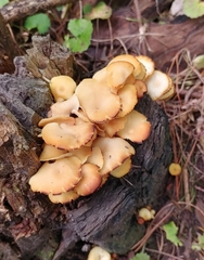 Pleurotus citrinopileatus
