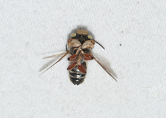 Megachile poeyi