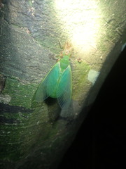 Glaucopsaltria viridis