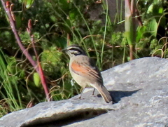 Emberiza capensis capensis