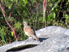 Emberiza capensis capensis