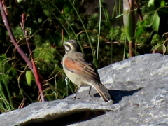 Emberiza capensis capensis