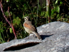 Emberiza capensis capensis