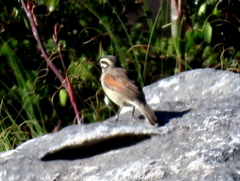 Emberiza capensis capensis
