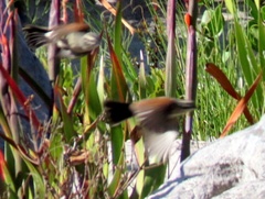 Emberiza capensis capensis