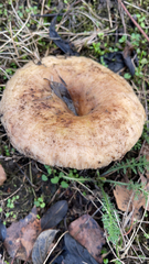 Lactarius xanthogalactus
