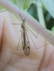 Dicranomyia