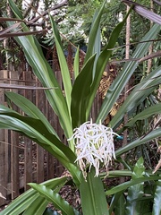 Crinum