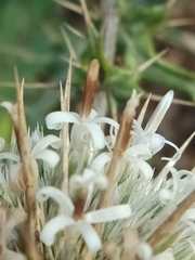 Echinops echinatus