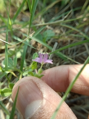 Cleome felina