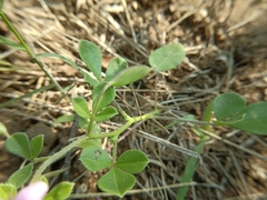 Cleome felina