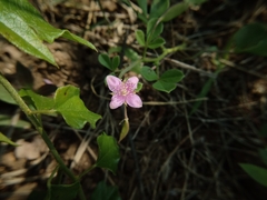 Cleome felina