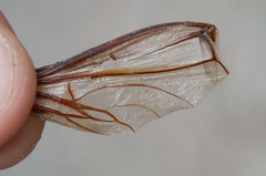 Prionoplus reticularis