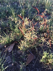 Desmanthus velutinus