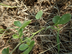 Cleome felina