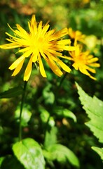 Crepis biennis