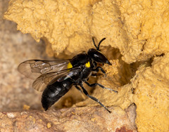 Hylaeus nubilosus