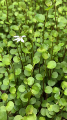Lobelia angulata