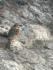 Passer montanus malaccensis
