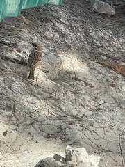 Passer montanus malaccensis