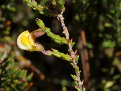 Aspalathus microphylla
