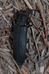 Arhopalus ferus