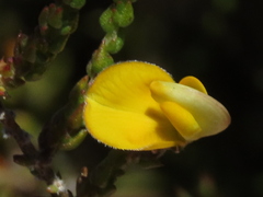 Aspalathus microphylla