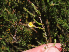 Aspalathus microphylla