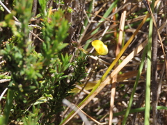 Aspalathus microphylla