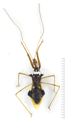 Epidaus