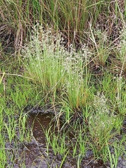 Eragrostis hispida image