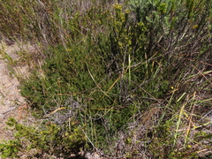 Aspalathus microphylla