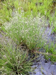 Eragrostis hispida image