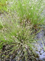 Eragrostis hispida image