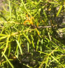 Persoonia juniperina