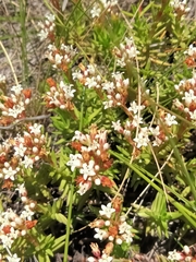 Crassula dependens