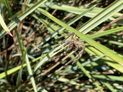 Neosparassus calligaster