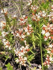 Crassula dependens