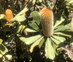 Banksia ornata