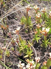 Crassula dependens