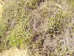Crassula dependens