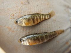Cyprinodon rubrofluviatilis
