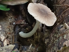 Pluteus thomsonii